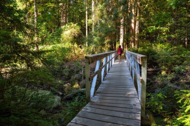 Ormanda güzel yolu. Alınan Cape Scott Provincial Park, Kuzey Vancouver Adası, Bc, Kanada.