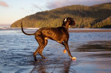Büyük köpek, büyük Dane, Pasifik Okyanusu kıyısında suda canlı yaz gün doğumu sırasında oynamaya. Alınan San Josef Bay, Kuzey Vancouver Adası, Bc, Kanada.