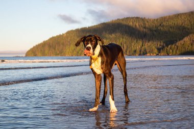 Büyük köpek, büyük Dane, Pasifik Okyanusu kıyısında suda canlı yaz gün doğumu sırasında oynamaya. Alınan San Josef Bay, Kuzey Vancouver Adası, Bc, Kanada.