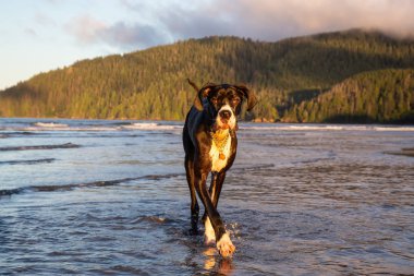 Büyük köpek, büyük Dane, Pasifik Okyanusu kıyısında suda canlı yaz gün doğumu sırasında oynamaya. Alınan San Josef Bay, Kuzey Vancouver Adası, Bc, Kanada.