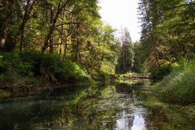 Güzel ormanda ve vahşi huzurlu manzara görünümü. Kuzey Vancouver Adası, M.ö., Kanada'da alınan.