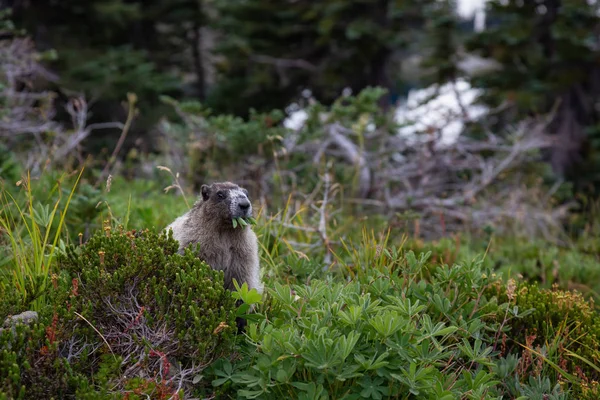 Grande Marmotte Mangeant Herbe Prise Dans Parc Provincial Garibaldi Canada — Photo