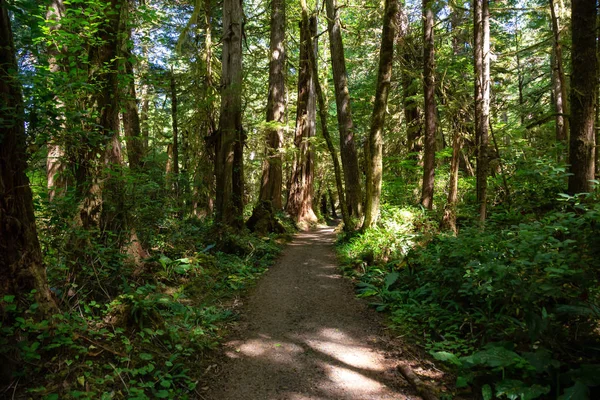 Belo Caminho Floresta Tomado Cape Scott Provincial Park Northern Vancouver — Fotografia de Stock