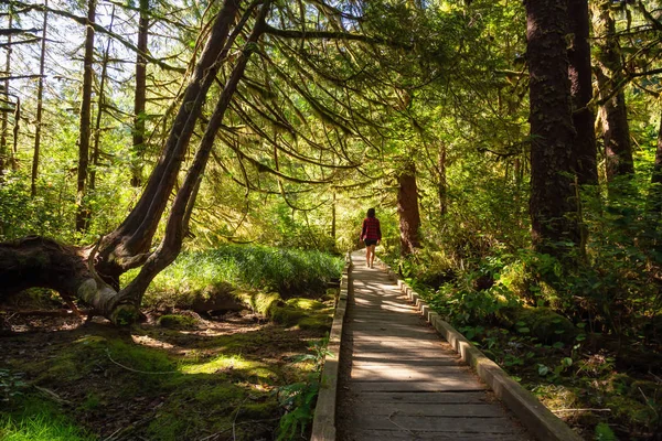 Kaunis Polku Metsässä Otettu Kohteessa Cape Scott Provincial Park Pohjois — kuvapankkivalokuva