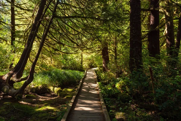 美丽的小路在树林里 在加拿大公元前温哥华岛北部的斯科特省公园拍摄 — 图库照片