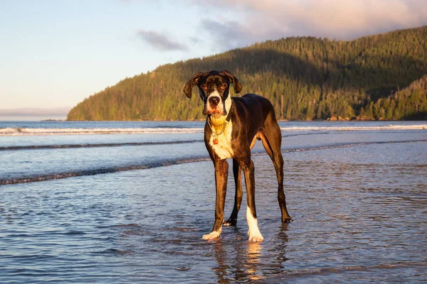 Großer Hund Großer Däne Der Wasser Der Pazifikküste Während Eines — Stockfoto