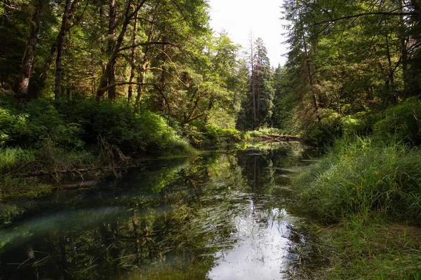 Békés Táj Kilátással Gyönyörű Erdőben Vadonban Venni Északi Vancouver Sziget — Stock Fotó