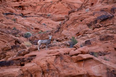 Ateş Vadisi Parkı 'nda dişi bir Koca Boynuzlu Çöl Koyunu. Nevada, ABD 'de çekildi..
