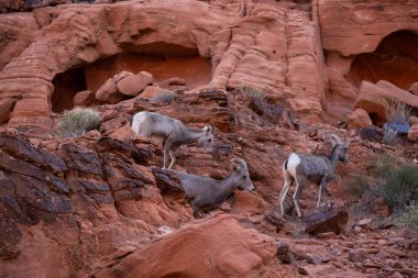 Ateş Vadisi Parkı 'nda dişi bir Koca Boynuzlu Çöl Koyunu. Nevada, ABD 'de çekildi..