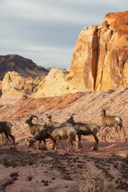 A family of female Desert Bighorn Sheep in Valley of Fire State Park. Taken in Nevada, United States. clipart