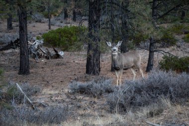 Genç kadın katır geyiği ormanda. Bryce Canyon Milli Parkı, Utah, Amerika Birleşik Devletleri'nde çekilen.