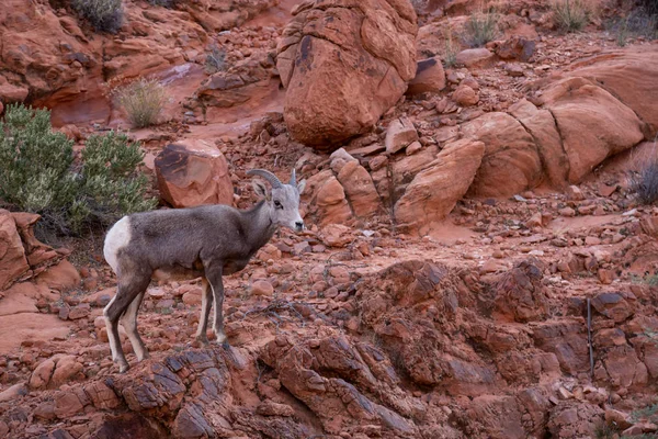 Uma Ovelha Desert Bighorn Fêmea Valley Fire State Park Tomada — Fotografia de Stock