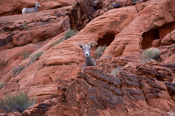 A female Desert Bighorn Sheep in the Valley of Fire State Park. Taken in Nevada, United States.