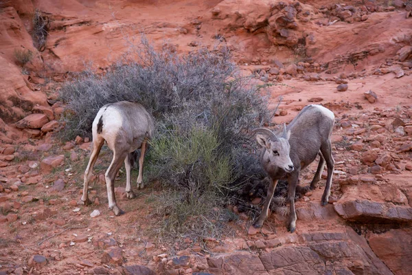 Een Vrouwelijke Desert Bighorn Sheep Het Valley Fire State Park — Stockfoto