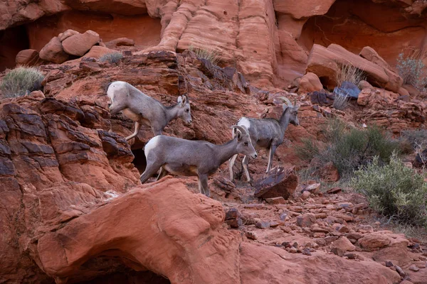 Een Vrouwelijke Desert Bighorn Sheep Het Valley Fire State Park — Stockfoto