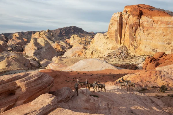 A family of female Desert Bighorn Sheep in Valley of Fire State Park. Taken in Nevada, United States.