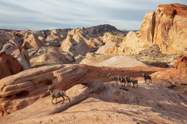 A family of female Desert Bighorn Sheep in Valley of Fire State Park. Taken in Nevada, United States.