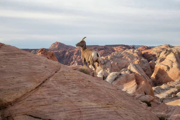 A female Desert Bighorn Sheep standing on top of a hill in the Valley of Fire State Park. Taken in Nevada, United States.