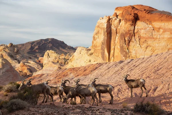 A family of female Desert Bighorn Sheep in Valley of Fire State Park. Taken in Nevada, United States.