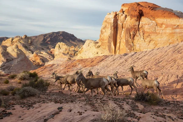 A family of female Desert Bighorn Sheep in Valley of Fire State Park. Taken in Nevada, United States.