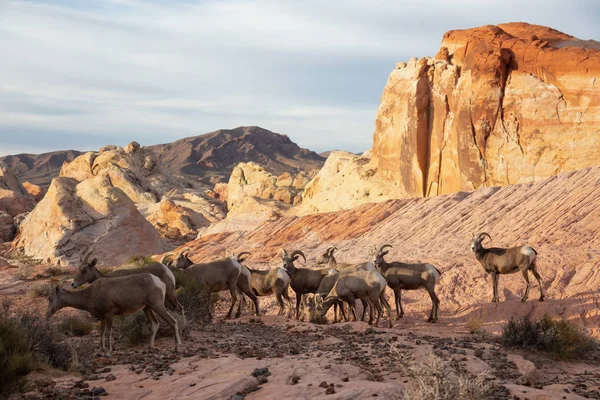 A family of female Desert Bighorn Sheep in Valley of Fire State Park. Taken in Nevada, United States.