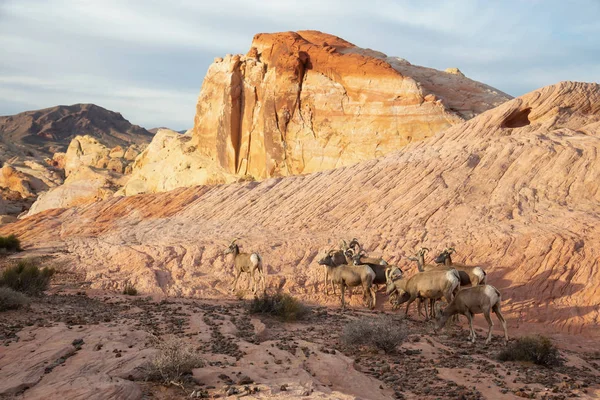 A family of female Desert Bighorn Sheep in Valley of Fire State Park. Taken in Nevada, United States.