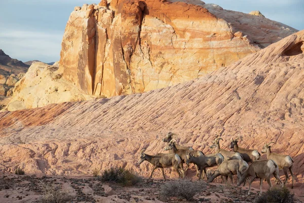 A family of female Desert Bighorn Sheep in Valley of Fire State Park. Taken in Nevada, United States.