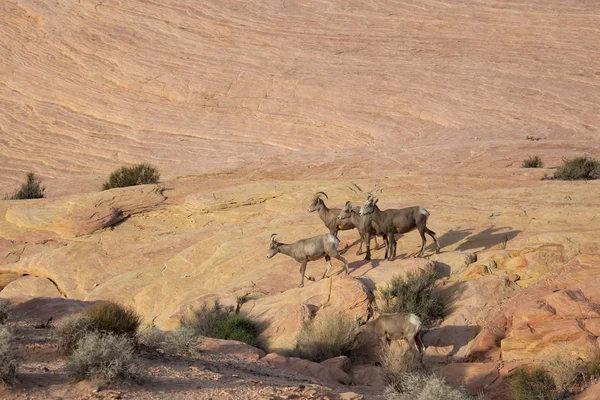 A family of female Desert Bighorn Sheep in Valley of Fire State Park. Taken in Nevada, United States.