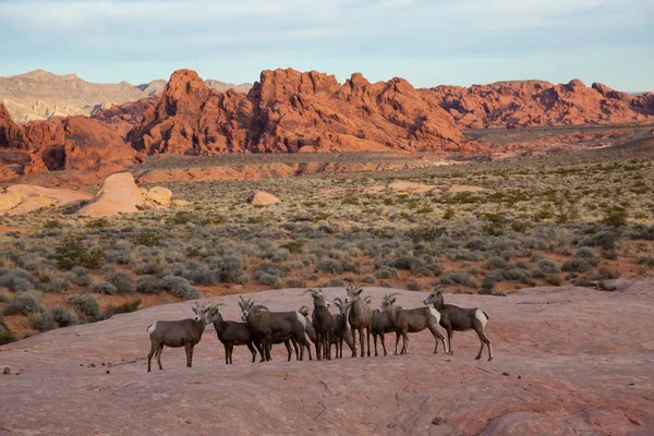 A family of female Desert Bighorn Sheep in Valley of Fire State Park. Taken in Nevada, United States.