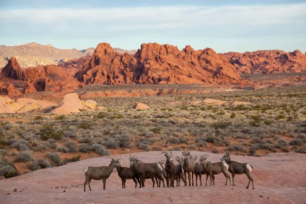 A family of female Desert Bighorn Sheep in Valley of Fire State Park. Taken in Nevada, United States.