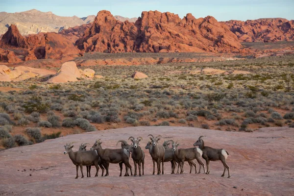 A family of female Desert Bighorn Sheep in Valley of Fire State Park. Taken in Nevada, United States.