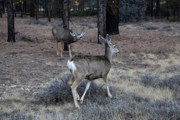 Jonge Groep Van Mule Herten Het Bos Genomen Bryce Canyon — Stockfoto