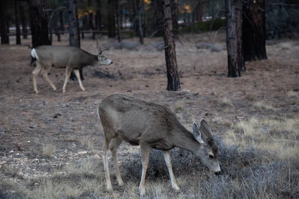 Jovem Grupo Veados Mulas Floresta Tomado Bryce Canyon National Park — Fotografia de Stock