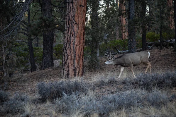 Jovem Veado Macho Floresta Tomado Bryce Canyon National Park Utah — Fotografia de Stock