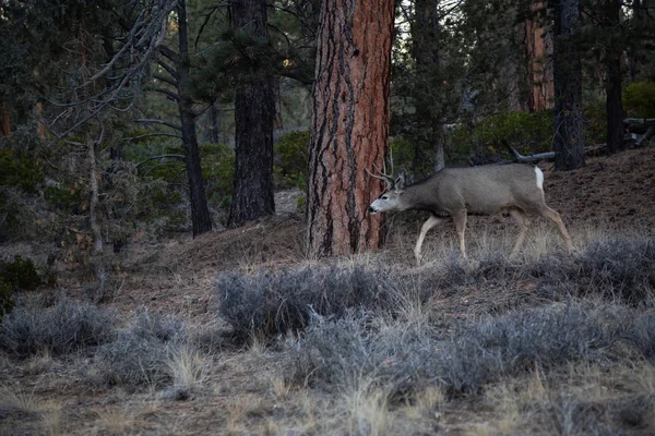 Jovem Veado Macho Floresta Tomado Bryce Canyon National Park Utah — Fotografia de Stock