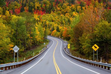Canlı sonbahar renk ağaçlarıyla çevrili dağ manzaralı yol. Forillon Milli Parkı'nda, Gasp, Quebec, Kanada yakınlarında alınan.