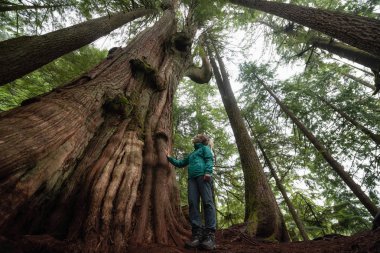 Ormanda büyük sedir ağacı maceracı beyaz kız hazır sisli bir gün boyunca. MT benden, North Vancouver, British Columbia, Kanada alınan.