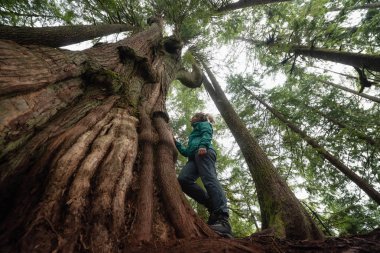 Ormanda büyük sedir ağacı maceracı beyaz kız hazır sisli bir gün boyunca. MT benden, North Vancouver, British Columbia, Kanada alınan.