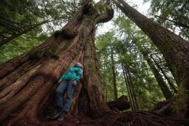 Ormanda büyük sedir ağacı maceracı beyaz kız hazır sisli bir gün boyunca. MT benden, North Vancouver, British Columbia, Kanada alınan.