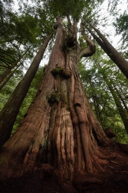Sisli bir gün boyunca ormanda büyük sedir ağacı. MT benden, North Vancouver, British Columbia, Kanada alınan.