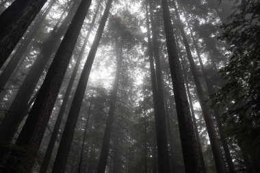 Kasvetli karanlık ormanın sisli bir gün boyunca. MT benden, North Vancouver, British Columbia, Kanada alınan.