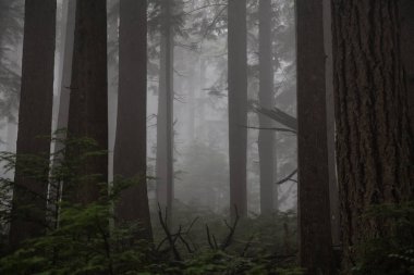 Kasvetli karanlık ormanın sisli bir gün boyunca. MT benden, North Vancouver, British Columbia, Kanada alınan.