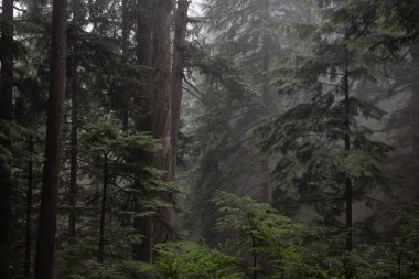 Kasvetli karanlık ormanın sisli bir gün boyunca. MT benden, North Vancouver, British Columbia, Kanada alınan.