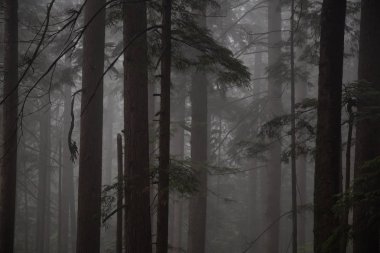 Kasvetli karanlık ormanın sisli bir gün boyunca. MT benden, North Vancouver, British Columbia, Kanada alınan.