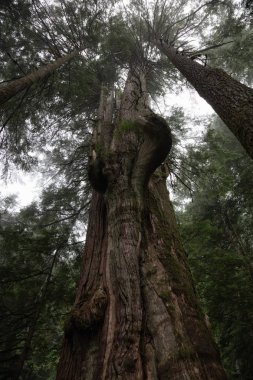 Sisli bir gün boyunca ormanda büyük sedir ağacı. MT benden, North Vancouver, British Columbia, Kanada alınan.
