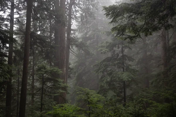 Ponury Ciemnego Lasu Podczas Mglisty Dzień Fromme North Vancouver British — Zdjęcie stockowe