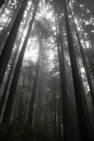 Forêt Sombre Sombre Sombre Pendant Une Journée Brumeuse Porté Fromme — Photo