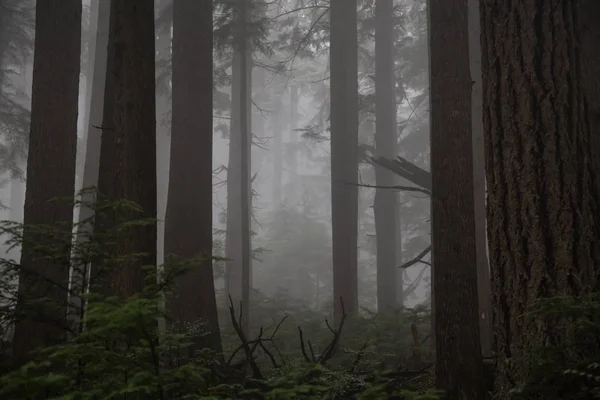 Floresta Escura Sombria Durante Dia Nebuloso Tomado Fromme North Vancouver — Fotografia de Stock