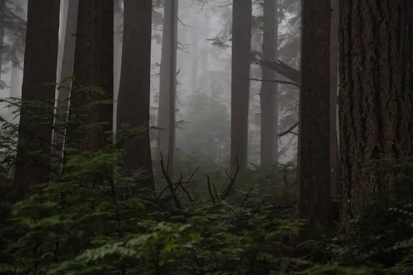 Kasvetli Karanlık Ormanın Sisli Bir Gün Boyunca Benden North Vancouver — Stok fotoğraf