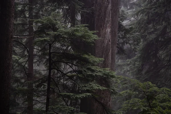 Мрачный Темный Лес Туманный День Снято Горе Фромм Северный Ванкувер — стоковое фото
